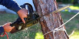 Best Tree Maintenance Programs  in Rossville, MD