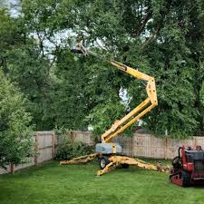 Best Fruit Tree Pruning  in Rossville, MD