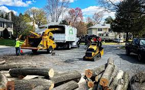 Best Leaf Removal  in Rossville, MD