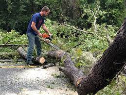 Best Tree Health Inspection  in Rossville, MD